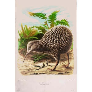 Gift: Kiwi Bird Prestige Tea Towel