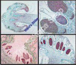 Marchantia Life History (sect) Gemmae cups antheridia archegonia and sporophyte QS