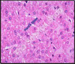 Generalised Animal Cell. Liver (sect) Nucleus nucleolus chromatin and cell membr…