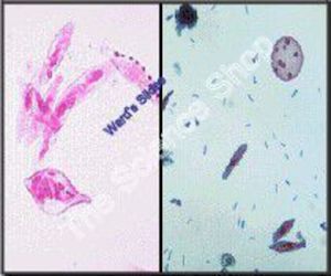 Protist Motility (wm) 3 Classes represented including: Amoeba Euglena and Paramecium