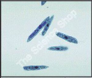 Euglena (wm) Demonstrates nucleus chloroplasts contractile vacuole and flagellum