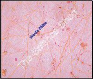 Germinating Pollen (wm) Pollen tube with generative nucleus and two male nuclei