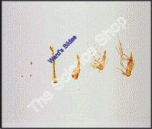 Mosquito Culex (wm) Life Cycle . Egg, Pupa, Adult Male and Female All on one slide