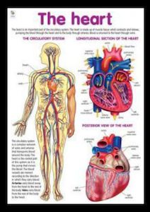 Products: Heart - Poster