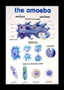 Products: The Amoeba - Poster