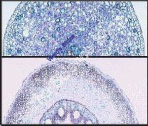 Monocot and Dicot Roots (cs) Comparison between corn and buttercup roots on same slide QS