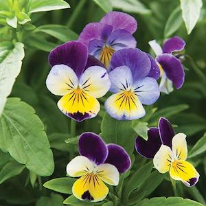 Flower Viola Johnny Jump Up