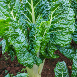 Beet Silverbeet Swiss Chard