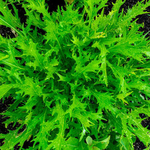 Seed - garden: Mizuna Early Green