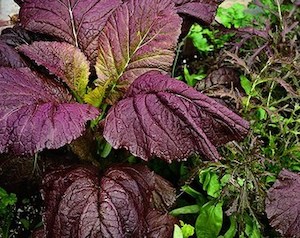 Mustard Greens Purple