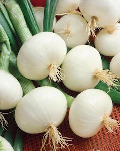 Onion White Pickling