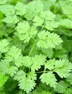 Herb Chervil Curled