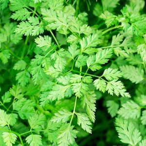 Herb Chervil Winter