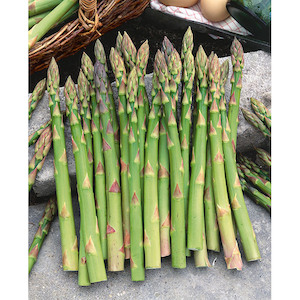 Asparagus Mary Washington