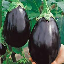 Eggplant Black Beauty