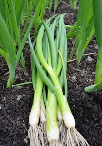 Seed - garden: Spring Onion Ishikura