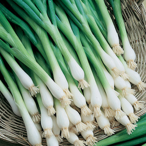 Spring Onion Tokyo Long White