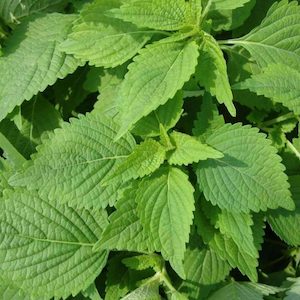 Herb Shiso Green