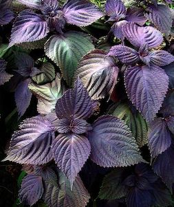 Seed - garden: Herb Shiso Purple