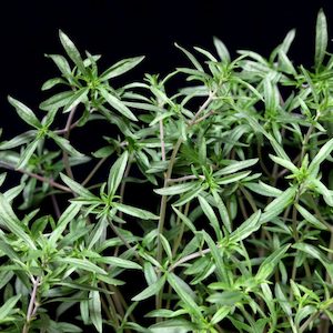 Herb Summer Savory