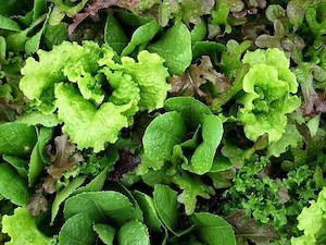 Lettuce Mesclun Salad Mix