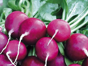 Radish Purple Plum