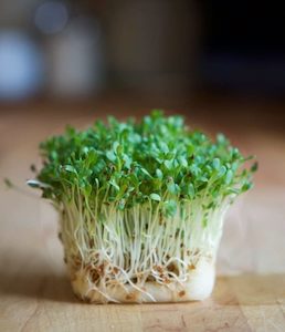 Seed - garden: Sprouting Chia Black Organic