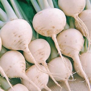 Seed - garden: Turnip Snowball