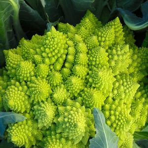 Seed - garden: Broccoli Romanesco