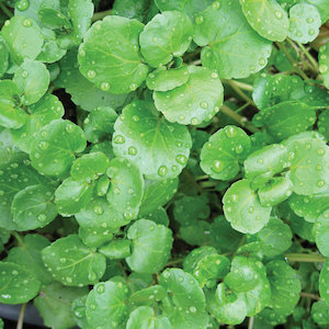 Seed - garden: Watercress