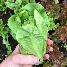 Seed - garden: Lettuce Little Gem Organic