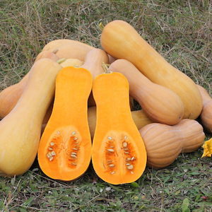 Squash Waltham Butternut