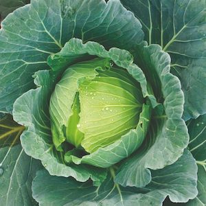 Seed - garden: Cabbage Copenhagen Market