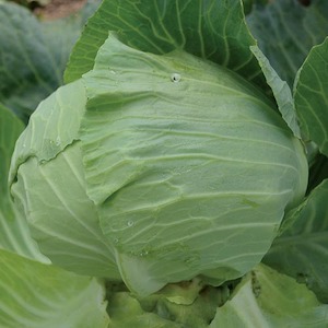 Seed - garden: Cabbage Early Round Dutch