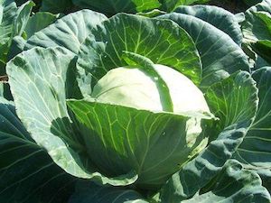 Cabbage Late Flat Dutch