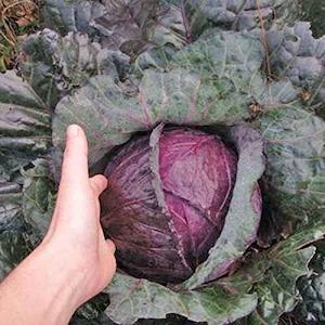 Cabbage Mammoth Red Rock