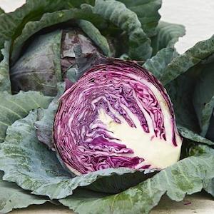 Cabbage Red Acre