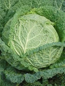 Cabbage Savoy Prefection