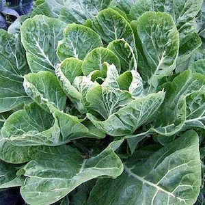 Seed - garden: Collards Champion