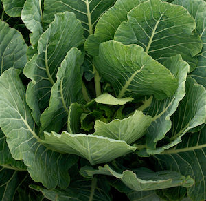 Collards Morris Heading