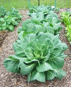 Seed - garden: Collards Vates