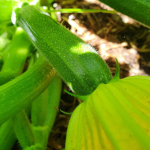 Zucchini Black Beauty