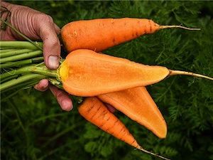 Carrot Chantenay Red Core