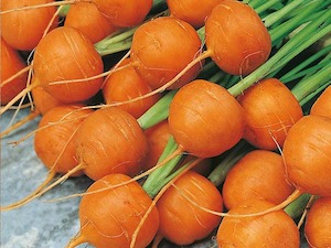 Seed - garden: Carrot Parisian