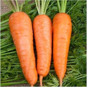 Carrot Royal Chantenay