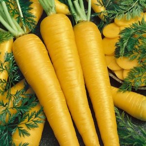 Seed - garden: Carrot Yellow