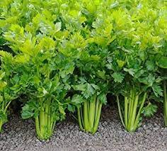 Seed - garden: Celery Tendercrisp