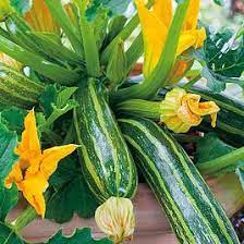 Seed - garden: Zucchini Italian Stripped