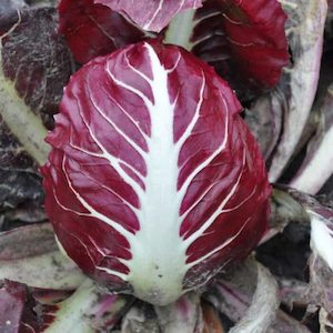 Radicchio Palla Rossa Early