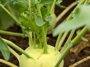 Seed - garden: Kohlrabi Early White Vienna